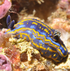 Nudibranch by José Carvalho 